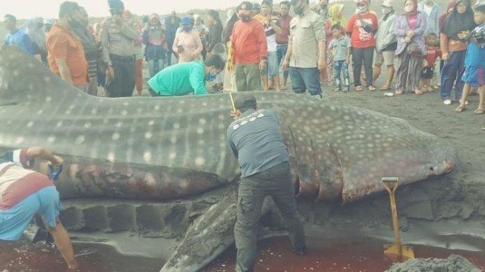 Warga Heboh Ikan Hiu Kok Bisa Terdampar di Sungai, Ditangkap Ramai-ramai dan Dijadikan Sate