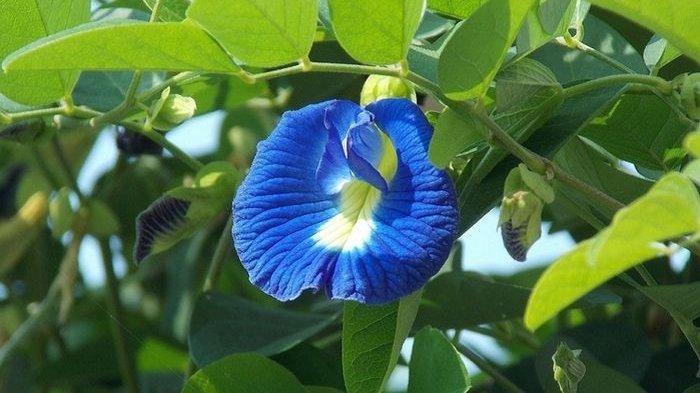 Sering Disepelekan, Ternyata Bunga Ini Punya Manfaat Luar Biasa untuk Kesehatan