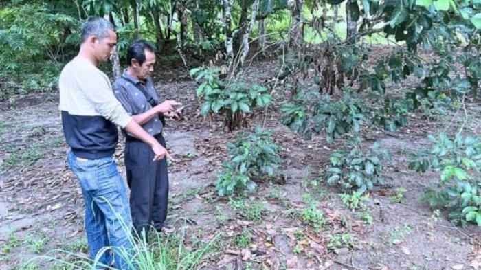Nasib Apes Warga Lingga Kepri Kehilangan 35 Ayam Dalam Sepekan, Polisi Turun Tangan