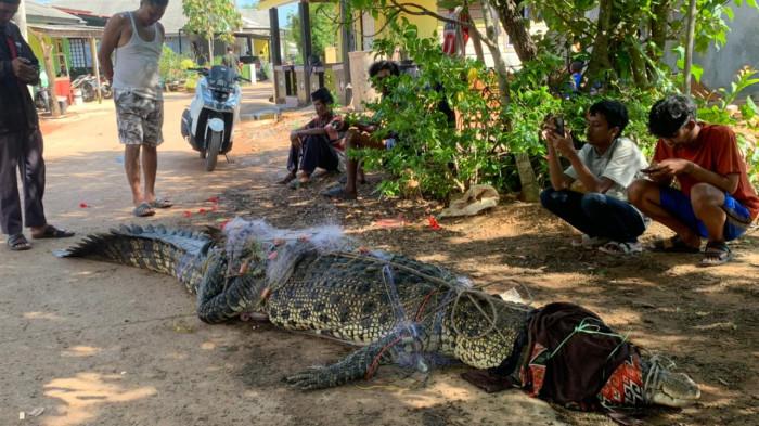 BUAYA  - Heboh, Buaya Sepanjang 4 Meter Tersangkut Jaring Nelayan Dan Berhasil Dievakuasi ke Daratan, Selasa (14/4/2026).