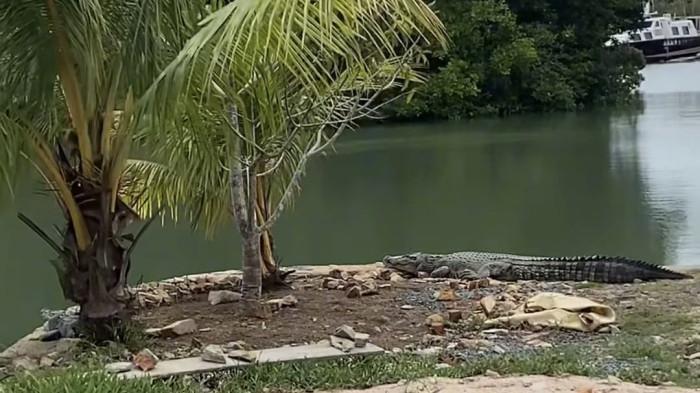 BUAYA DI TANJUNGPINANG  - Potret buaya di area jembatan Batu 8 Atas, Kota Tanjungpinang, Provinsi Kepulauan Riau (Kepri), Minggu (22/2/2026).