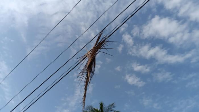 Dahan kelapa timbang kabel listrik di Lingga
