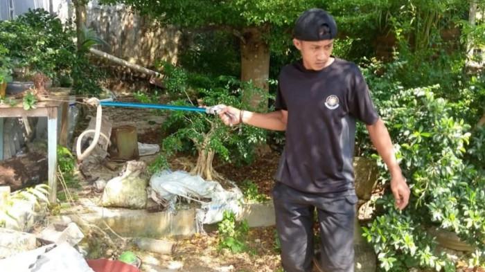 Ular Kobra Masuk ke Rumah Warga Lingga, Damkar Cuma Butuh Waktu 15 Menit Buat Evakuasi