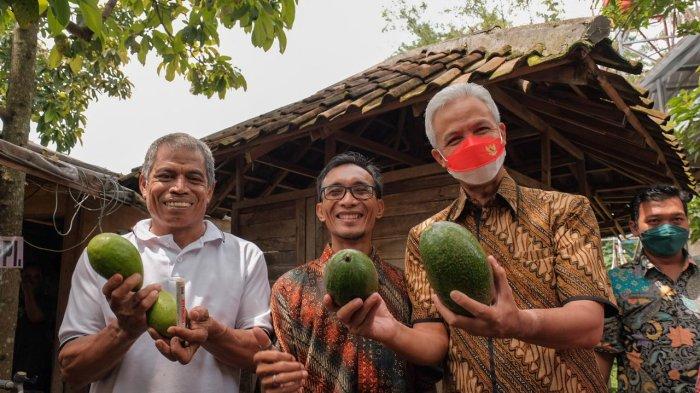 Ganjar Pranowo Dorong Alpukat Rifai Tembus Ekspor, Pernah Dilelang Rp 1,1 Juta