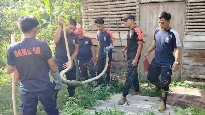 Data Damkar Natuna Atasi Hewan Berbahaya Hingga Agustus 2024, Kasus Tawon Terbanyak