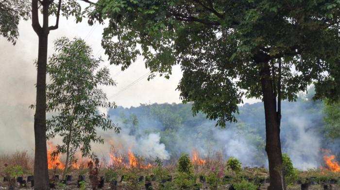 KEBAKARAN LAHAN DI BATAM - Lahan rumput yang terbakar di tepi Jalan Sudirman, Batam Kota, Rabu (5/11/2025)
