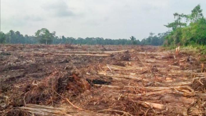 Kebun sawit di Pekaka Lingga tergusur