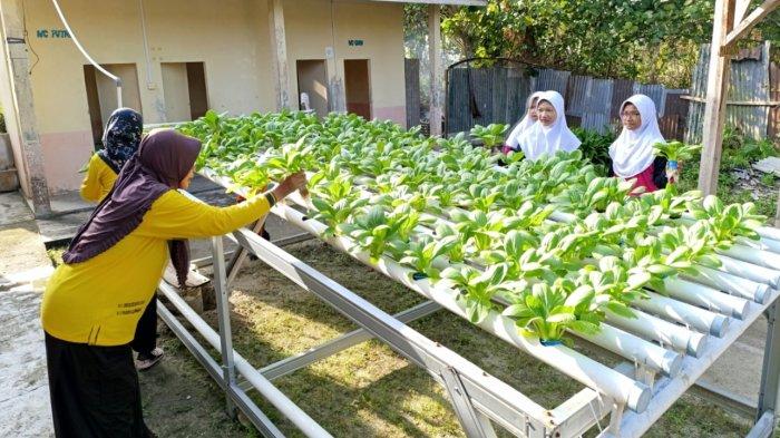 Kebun Hidroponik Subur, Pelajar dan Guru MIN Lingga Kepri Panen Sawi Pakcoy