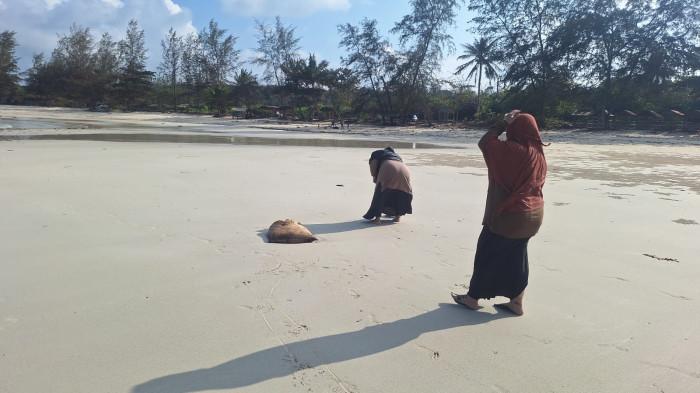 MINYAK HITAM  - Karung berisi minyak hitam tersebar di pesisir Pantai Trikora, Desa Malang Rapat, Kecamatan Gunung Kijang, Kabupaten Bintan, Kepulauan Riau (Kepri), Minggu (1/2/2026).