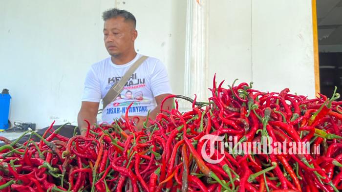 Panen Budi petani cabai Lingga Kepri