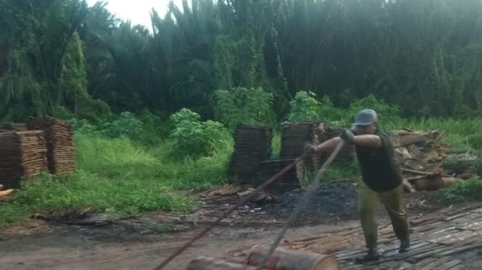 PENGOLEK SAGU DI KARIMUN - Pengolek sagu membawa sagu keluar dari dalam hutan perkebunan sagu di Kecamatan Ungar, Kabupaten Karimun, Provinsi Kepulauan Riau (Kepri). Foto diambil baru-baru ini.