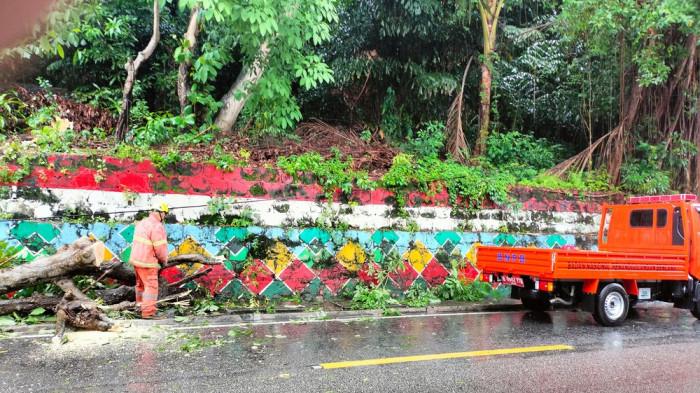 POHON TUMBANG DI KARIMUN - Hujan deras di Karimun menyebabkan sebuah pohon tumbang di Jalan Teuku Umar, Kabupaten Karimun, Sabtu (16/5/2026) siang. Arus lalu lintas sempat dialihkan