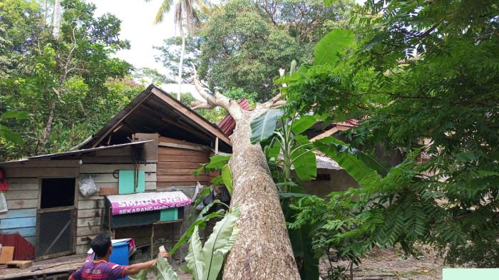 Rumah warga Penarik di Lingga Kepri tertimpa pohon