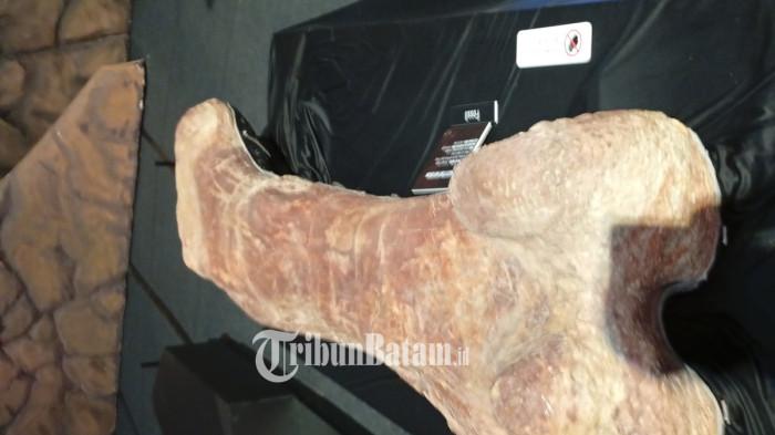 Salah satu fosil tulang Dinosaurus Patagotitan Mayorum