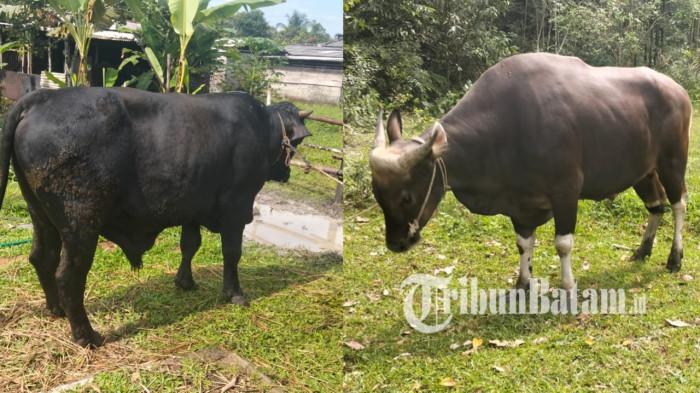 KURBAN BANTUAN PRESIDEN DI LINGGA - Potret dua hewan kurban bantuan Presiden untuk Kabupaten Lingga, Provinsi Kepulauan Riau (Kepri) yang akan disalurkan ke Desa Resang, Rabu (27/5/2026).