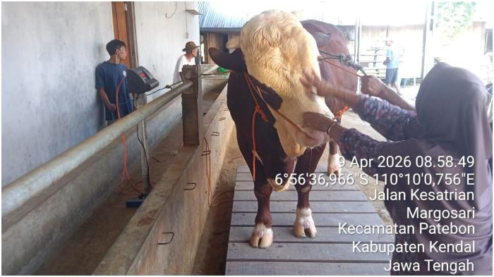 Sapi milik Nur Khozin yang dilirik oleh Presiden Prabowo