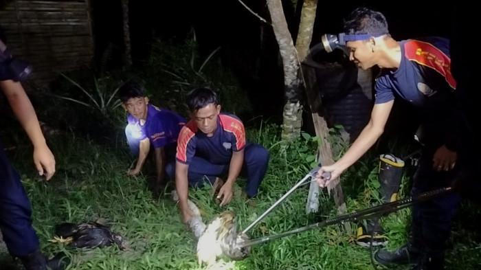 Sempat Mangsa Ayam, Ular Piton 3,5 Meter Dievakuasi Dari Kebun Milik Warga Natuna