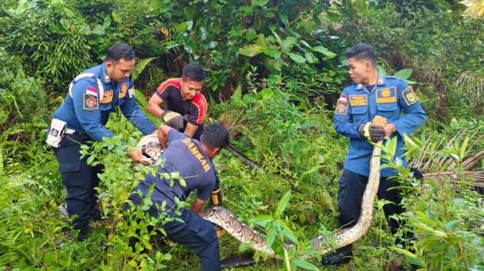 Warga Natuna Kaget Ada Ular 6 Meter di Belakang Rumahnya, Lalu Lapor Damkar