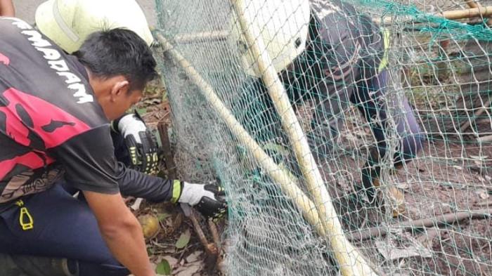 ULAR - Sejumlah petugas Damkar sedang mengevakuasi ular Phyton yang tersangkut di jaring pagar kandang ayam di milik warga di Jalan Manggar, Kampung Bugis, Tanjunguban, Kecamatan Bintan Utara, Kabupaten Bintan, Kepulauan Riau (Kepri).