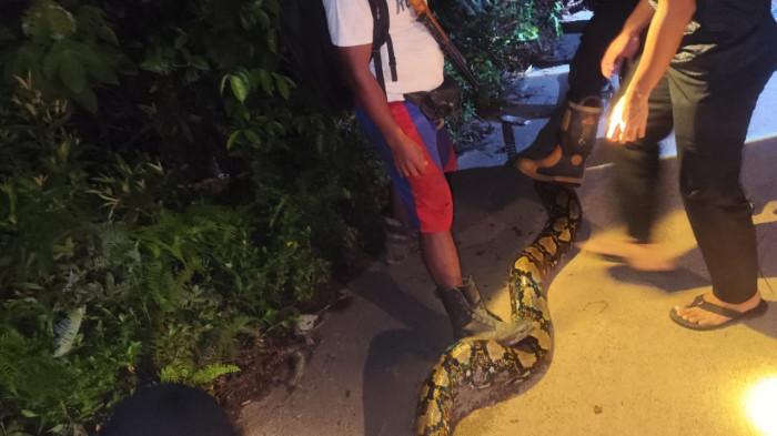 ULAR DI LINGGA - Petugas Pemadam Kebakaran (Damkar) Kabupaten Lingga, Provinsi Kepulauan Riau (Kepri) saat mengevakusi ular piton 7 meter di Desa Nerekeh, Kecamatan Lingga, Minggu (23/11/2025) malam.