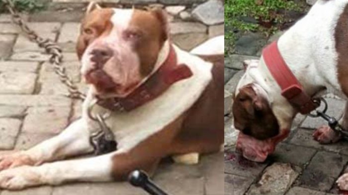 Sesaat Sebelum Tewas Digigit Anjing Pitbull, Ramisya Bazighah Minta Ini ke Neneknya. Firasatkah?