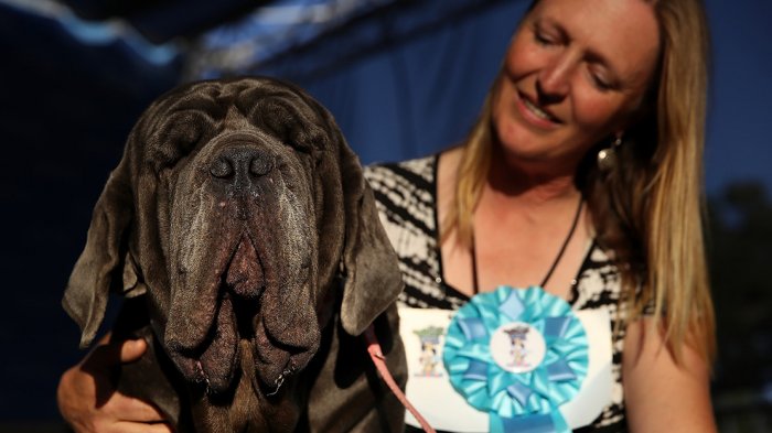 Kenalkan. Inilah Anjing Paling Jelek di Dunia Tahun 2017