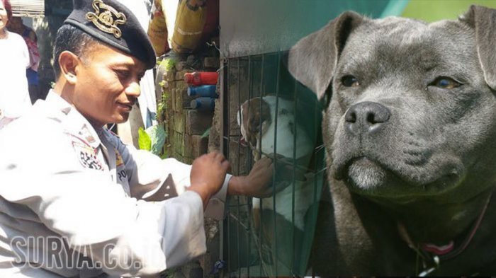 BOCAH DIGIGIT ANJING PITBULL - Ini 5 Kasus Gigitan Anjing yang Gegerkan Publik. Nomor 5 di Batam