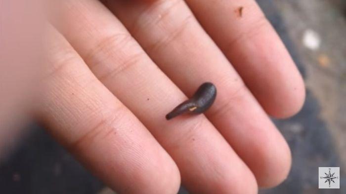 Arti Mimpi Digigit Lintah di Bagian Tubuh, Pertanda Baik ada Seseorang Menyukaimu?