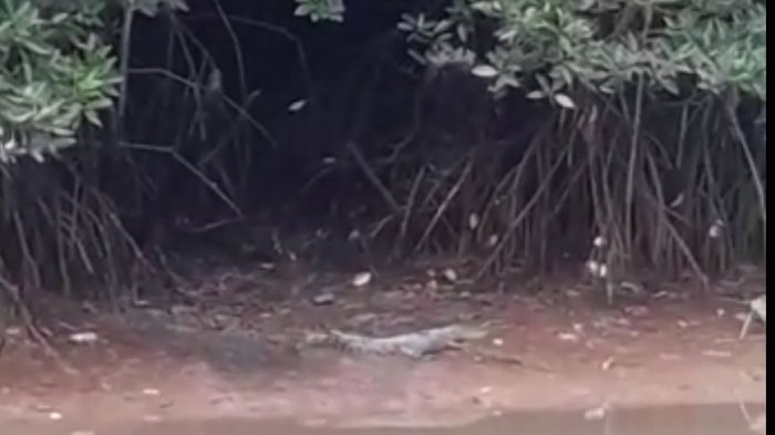 Kemunculan Buaya Resahkan Warga Kuantan Tanjungpinang, Warga: Sudah Mangsa Anjing Keliaran