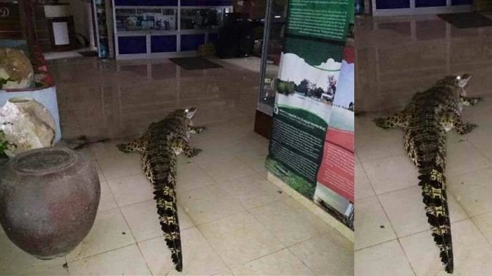 NGERI! Seekor Buaya Masuk ke Kantor di Bangka. Diduga Ini yang Jadi Penyebabnya