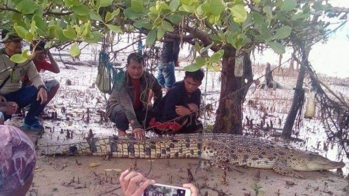 Seorang Nelayan Menghilang Setelah Bergelut dengan Buaya Muara Sepanjang 7 Meter yang Menerkamnya