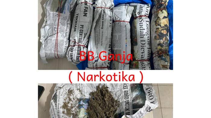 Foto barang bukti Ganja