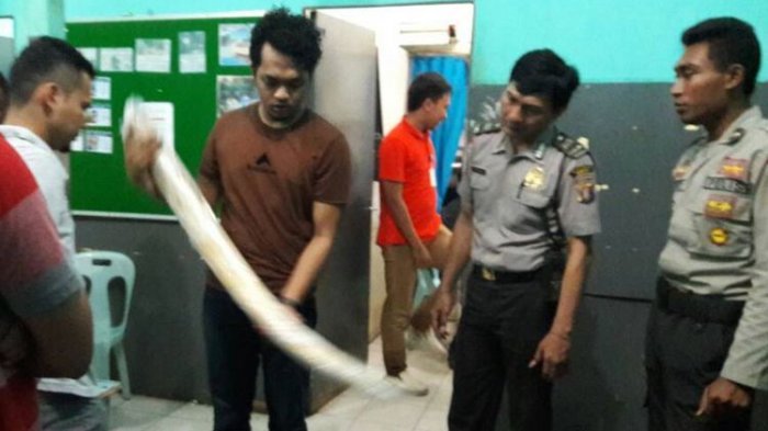 Terungkap! Gading Gajah Jumbo Ini untuk Mahar Pernikahan. Pelaku Blak-blakan Soal Ini