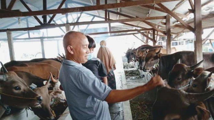 Hewan Kurban di Batam, Beli Sapi Bisa Dapat Sepeda Motor dan Berangkat Umroh