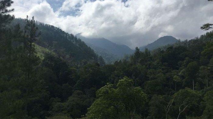 Kisah Seorang Pria Hilang 5 Hari di Hutan, Sempat Telusuri Sungai dan Temukan Pondok Misterius