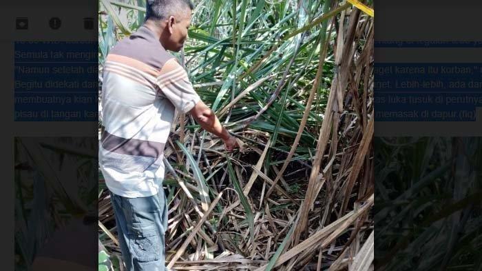 Wanita Ditemuka Tergeletak Denga Luka Tusuk Diperutnya, Suami Korban Kaget Lihat Istrinya