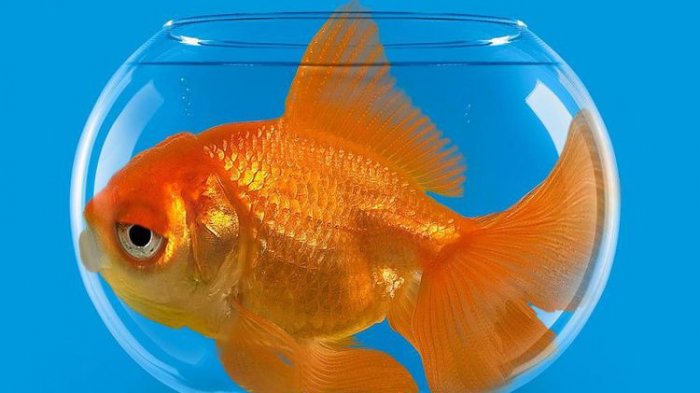 Arti Mimpi Menangkap Ikan Mas, Beruntunglah! Menurut Primbon Jawa Ada Pertanda Baik