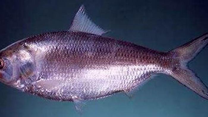 Dikhawatirkan Punah, Pemerintah Pusat Larang Penangkapan Ikan Jenis Terubuk