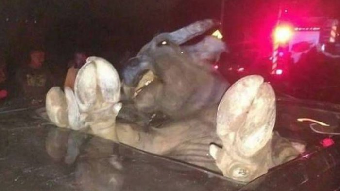 Ditabrak Mobil Porsche Saat Melintas di Jalan, Kerbau Ini Tewas Setelah Terlempar dan Timpa Mobil