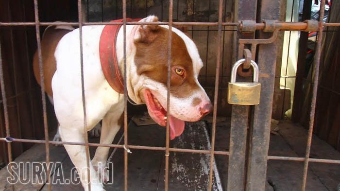 Anjing Pitbull yang Menggigit Bocah hingga Tewas Itu Pernah Juarai Kontes