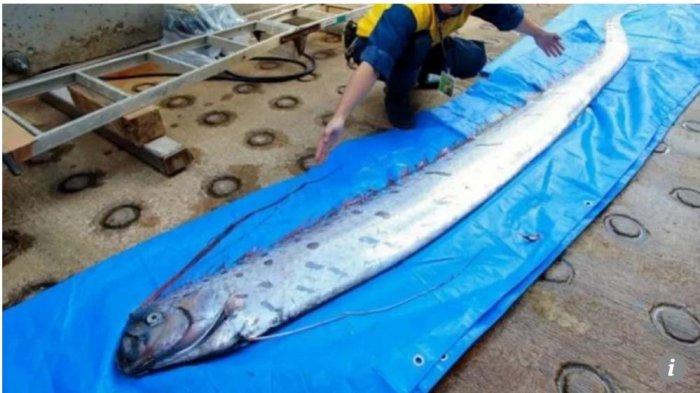 Warga Jepang Resah, Kemunculan Ikan Laut Dalam (Oarfish) di Pantai Imizu, Pertanda Gempa & Tsunami?