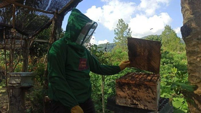 Kisah Petani Madu Situak Ni Loba di Danau Toba, Bermula dari Pembuatan Glodok hingga ke Pasar Luar