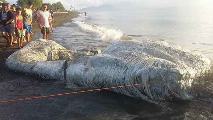 Tak Ada yang Tahu, Makluk Raksasa Ini Terdampar di Pantai. Anak-anak Takut, Dikira Monster Mati