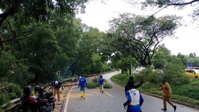 Pohon Tumbang di Yos Sudarso Dampak Cuaca Ekstrem, Petugas: Hampir ada Setiap Hari