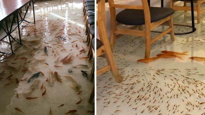 Restoran dengan Ribuan Ikan Mas Koki yang Berenang di Kaki Pengunjung Viral di Vietnam