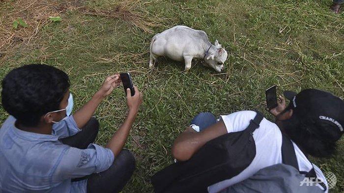 Warga Langgar Prokes Demi Lihat Sapi Kecil Ini, Tingginya Hanya 51 Cm, Sapi Terpendek di Dunia?