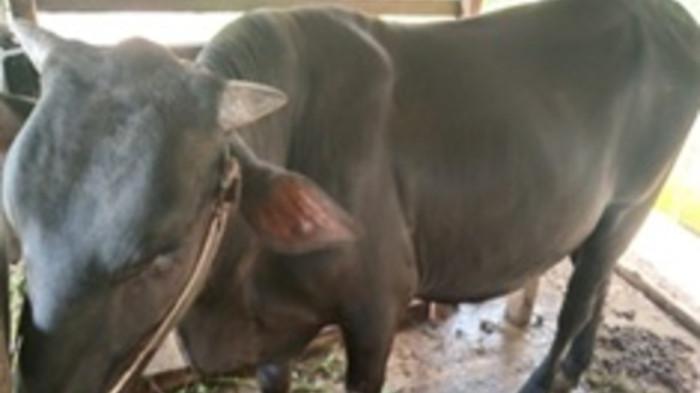 SAPI KURBAN DARI PRESIDEN RI - Calon Sapi Kurban kedua dari Presiden RI untuk masyarakat Kabupaten Karimun berjenis sapi Angus dengan bobot 400 kilo gram.