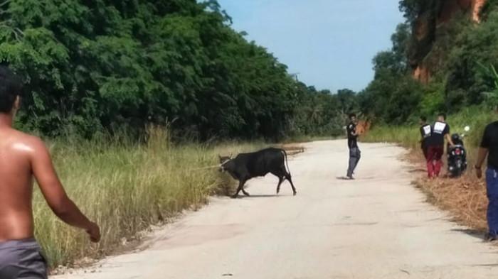 SAPI KURBAN LEPAS - satu dari tiga ekor sapi kurban di Salah satu Musholla kecamatan Tebing kabur saat akan disembelih, Rabu (27/5/2026)