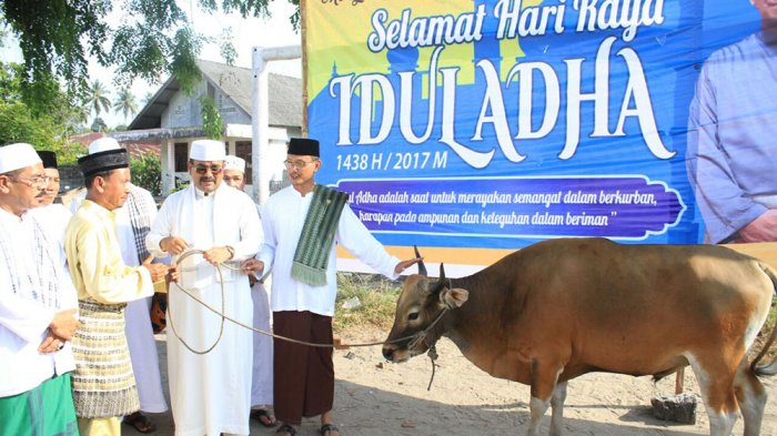 Pulang Kampung ke Tanjungbatu, Bupati Rafiq Serahkan Sapi Kurban