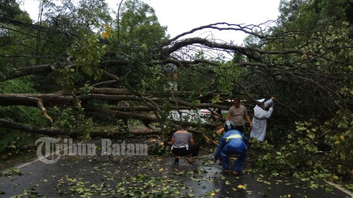 Pohon Tumbang, Arus Lalu Lintas ke Sekupang Sempat Dialihkan, Pukul 08.30 WIB Sudah Normal Lagi